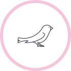Birds / 9 services