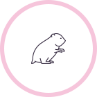 Rodents / 10 services