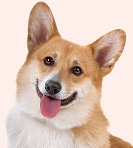 Corgi