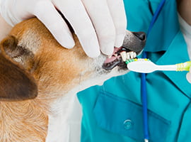 Dentist