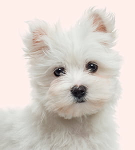 Maltese