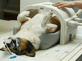 Oncologist