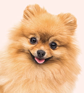 Pomeranian