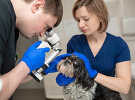 Ophthalmologist