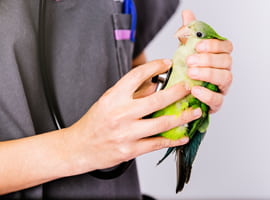 Ornithologist