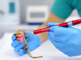 Herpetologist